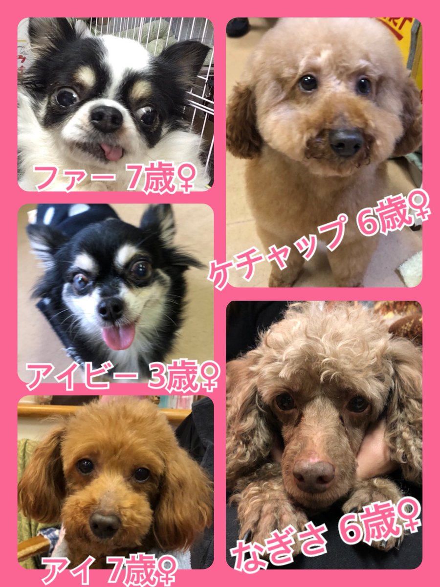 🐾今日の里親様募集中ワンコ🐶メンバーです🐾2019,1,26